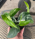 Epipremnum Pinnatum Variegated Albo Pothos